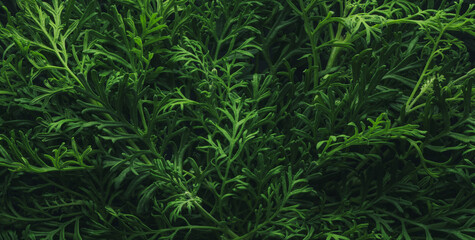 Wall Mural - foliage background with fresh green plant leaves in a simple center arrangement. plant wall for envi
