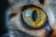Close-up photography of a cats eye with visible reflection inside