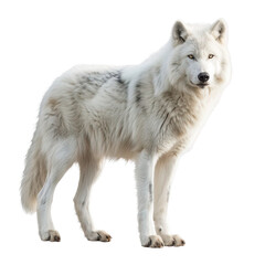 Arctic wolf isolated on white or transparent background