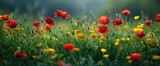 Fototapeta Do przedpokoju - Crimson Poppies and Yellow Buttercups on a Lush Green Meadow