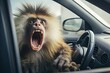 Surprised baboon sitting in the driver's seat of a car