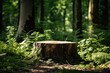 Tree stump in a forest with sunlight filtering through