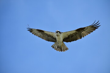 Wall Mural - osprey in flight