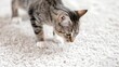 Inquisitive young cat on fluffy white rug. Curious striped kitten exploring soft carpet. Concept of natural feline curiosity, pet behavior, and plush home interiors. Copy space