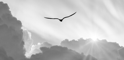 Wall Mural - Bird Flying Sunset Clouds Inspiration Divine Hope Faith Freedom Black And White Header