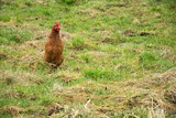 Fototapeta Kuchnia - brązowa kura na zielonej trawie