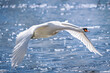 Ein Swan im Flug