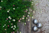 Fototapeta Tulipany - Playing a game of boules bocce ball (also called pétanque) in Provence, France