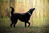 Fototapeta Kwiaty - Radosny pies idzie po parku i patrzy w niebo