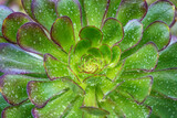 Fototapeta Big Ben - green flowering succulent plant with water