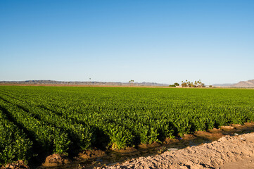 Farm fields outside of Yuma Arizona, USA.