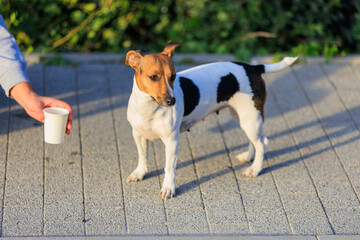 The concept of giving a dog something to drink in the heat. Caring for animals. Pet portrait with selective focus