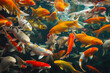 Colorful Koi goldfishes in pond