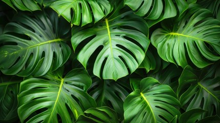 abstract green leaf texture nature background tropical leaf