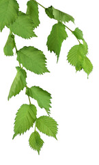 Wall Mural - Branch with leaves of elm. Isolated on transparent, png. Nature in detail. Summer. Spring. Close-up.