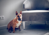 Fototapeta Koty - A sitting red bull terrier.