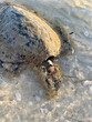 dead sea turtle in the Gulf of Mexico