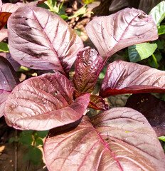 Wall Mural - Red spinach. plant family Amaranthaceae. Amaranthus dubius, the red spinach, Chinese spinach, spleen amaranth, hon-toi-moi, yin choy, hsien tsai, or Arai keerai is a plant species. red curry leaf.