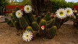 Argentine giant cactus flower blooms for only 24 hours