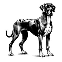 Full-length Great Dane dog standing. Hand Drawn Pen and Ink. Vector Isolated in White. Engraving vintage style illustration for print, tattoo, t-shirt