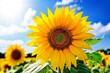 Sunflower Memes Consider using sunflowers ai