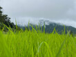 Green paddy in rice field under blue sky in the day. Real nature at the rural. Real nature of countryside in the evening.