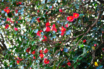 Wall Mural - red rose in the garden