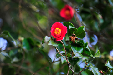 Wall Mural - Camellia japonica bush with red flowers and green leaves