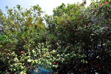 Wall Mural - red rose in the garden