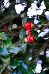 Wall Mural - Camellia japonica bush with red flowers and green leaves
