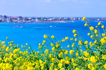 Wall Mural - field of flowers and sky