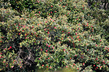 Wall Mural - red rose in the garden