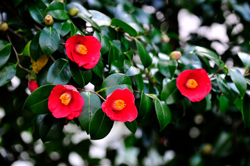 Wall Mural - red rose in the garden
