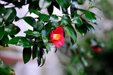 Wall Mural - Camellia japonica bush with red flowers and green leaves
