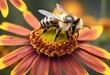  a photo bee wasp (apis mellifera) on yellow helenium flower