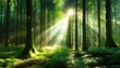 sunlight in the forest, the sun shining through the trees in a forest