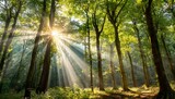 Fototapeta  - sun rays through the forest, the sun shining through the trees in a forest
