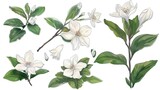 Hand drawn collection of jasmine flower illustration ,Generative ai, 