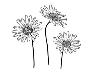 Canvas Print - Black and white hand drawn floral illustration with chamomile flowers. Black outline of chamomile isolated on white background. Flowers for coloring and publications.