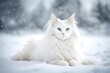 Beautiful white fluffy turkish angora cat on snow background