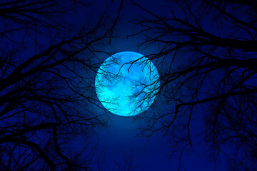 Wall Mural - silhouettes of tree crowns and the moon in the dark at night. halloween concept or background.