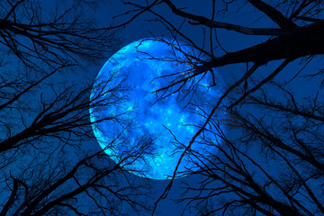 Wall Mural - silhouettes of tree crowns and the moon in the dark at night. halloween concept or background.