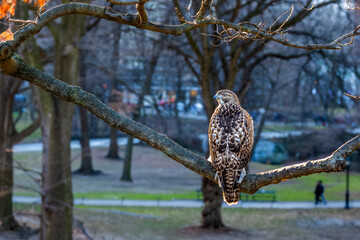 perched urban hawk