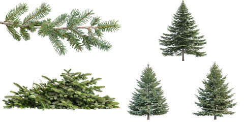 Wall Mural - Douglas fir Tree isolated