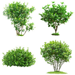 Wall Mural - green bush isolated