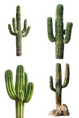 cacti - individual saguaro cactus isolated on transparent png background - 4 pack