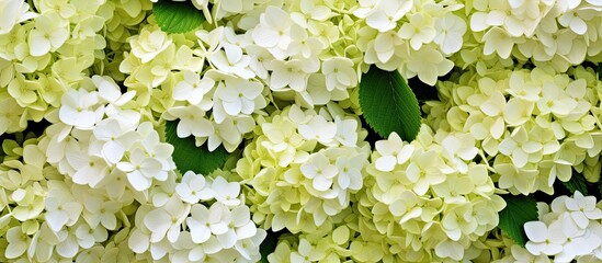 Poster - A closeup of a group of white flowers with vibrant green leaves, showcasing the beauty of a flowering plant in full bloom