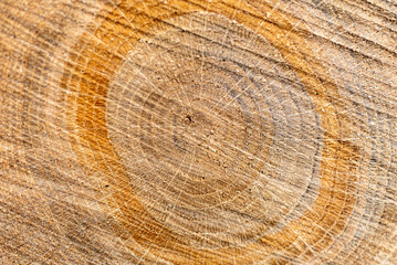 abstract texture, abstract tree growth, old tree trunk, nature prints on wood, suitable for background