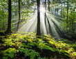 A sunbeam breaking through the clouds, illuminating a patch of forest floor