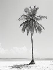 Wall Mural - A black and white scene featuring a palm tree standing prominently on a sandy beach, with waves gently washing ashore in the background